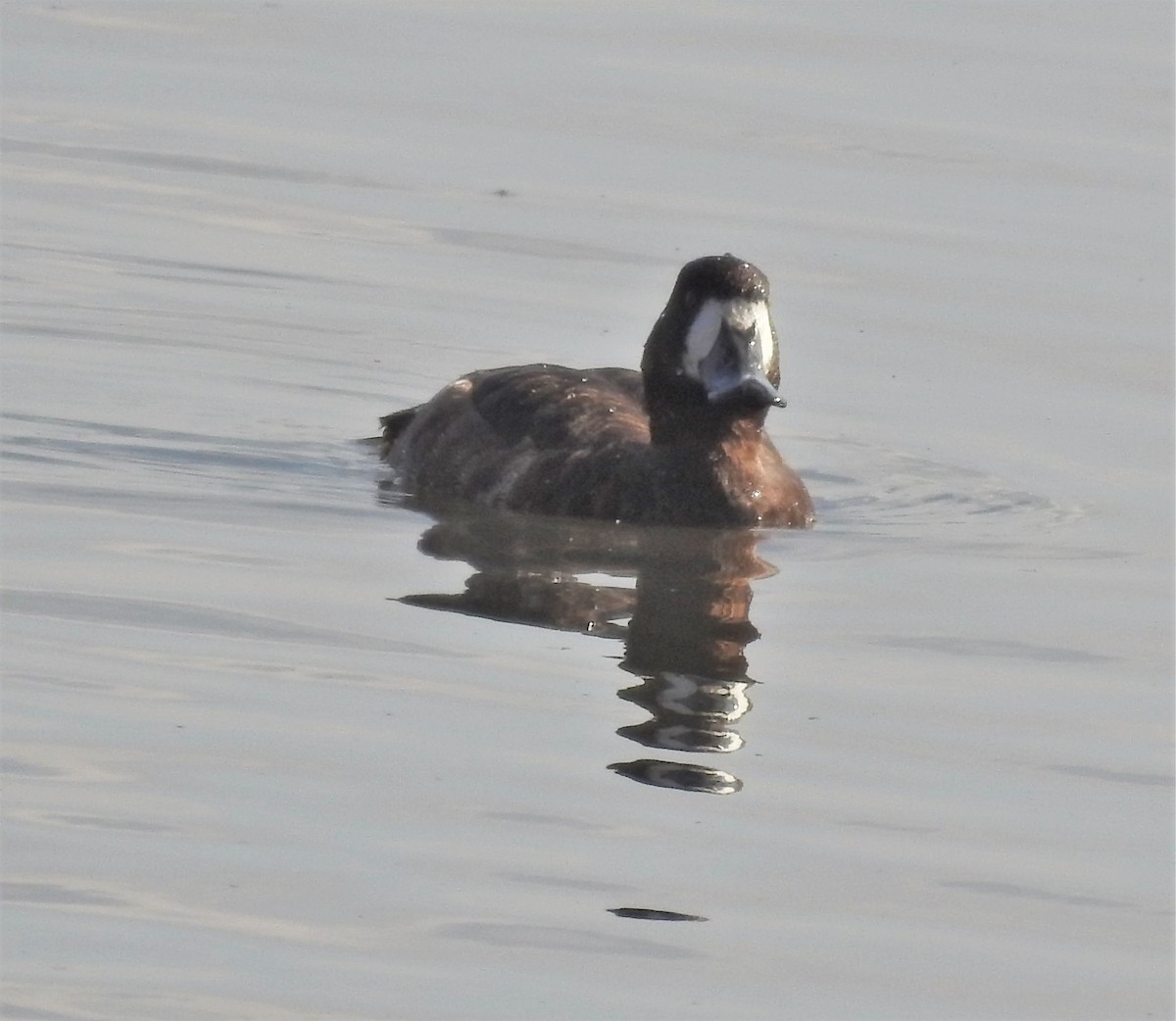Greater Scaup - ML299452891