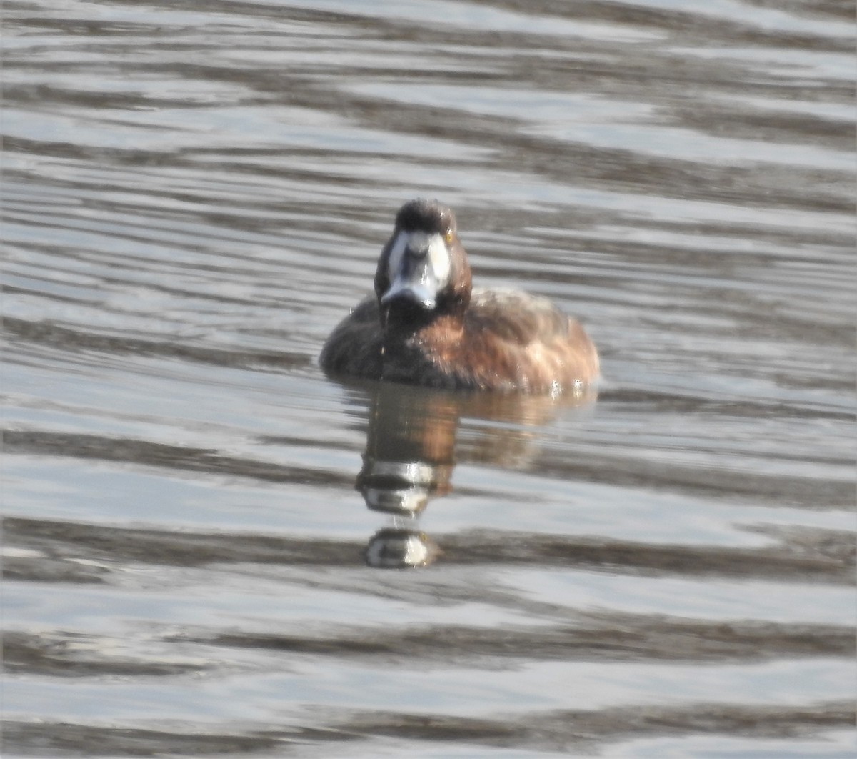 Greater Scaup - ML299452921