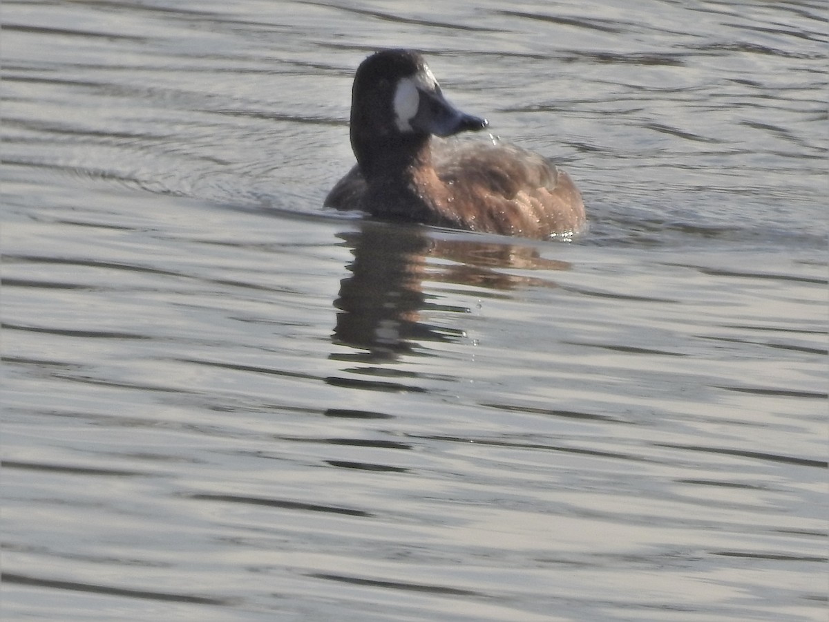 Greater Scaup - ML299452941