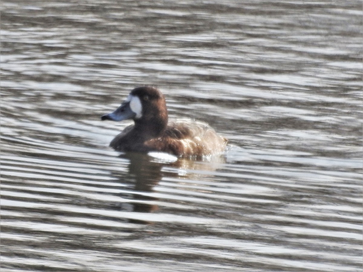 Greater Scaup - ML299452951