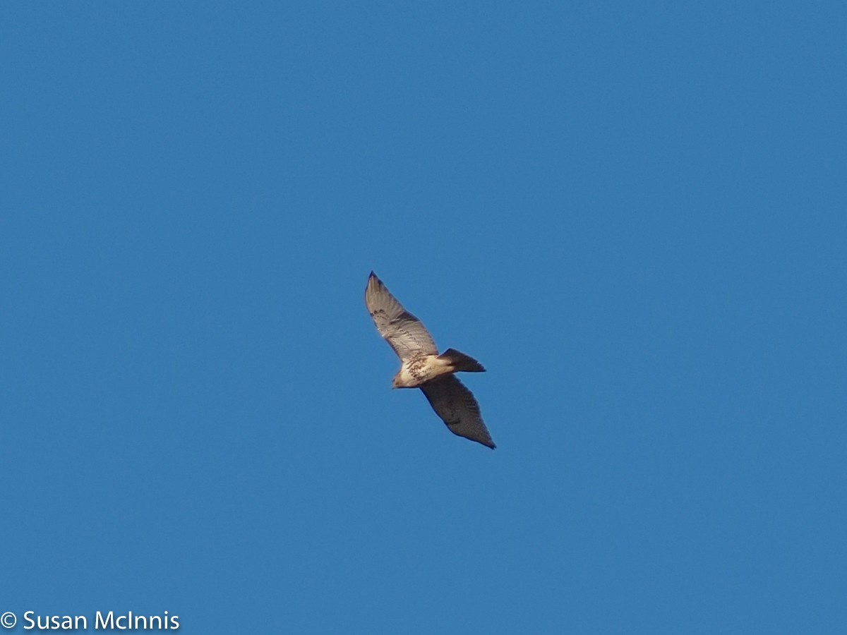Red-tailed Hawk (borealis) - ML299453711