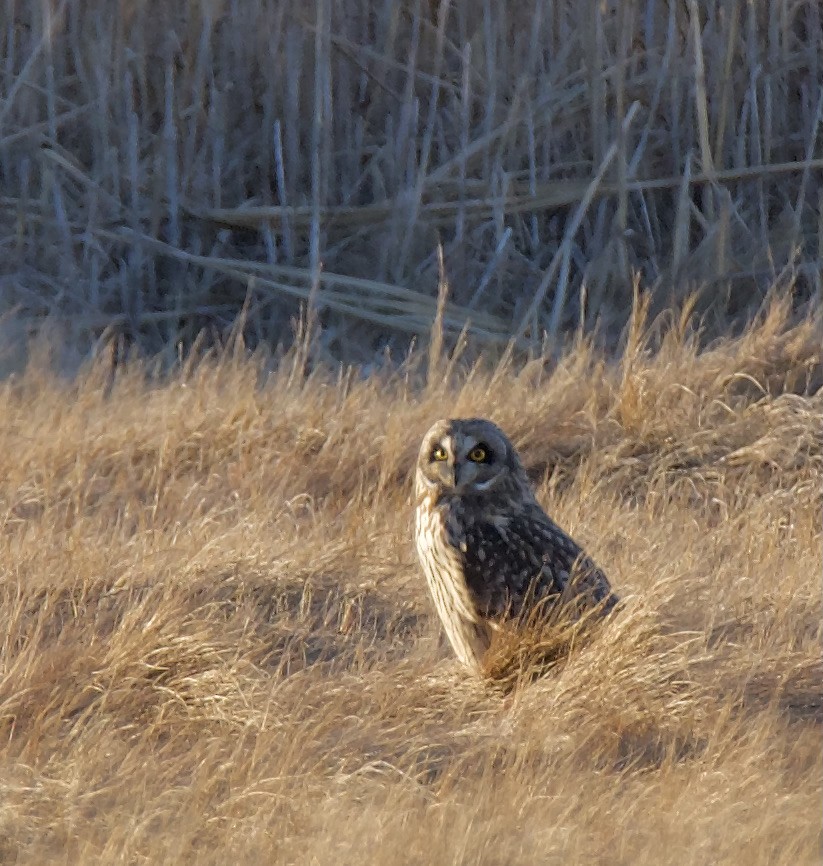 Short-eared Owl - ML299456591