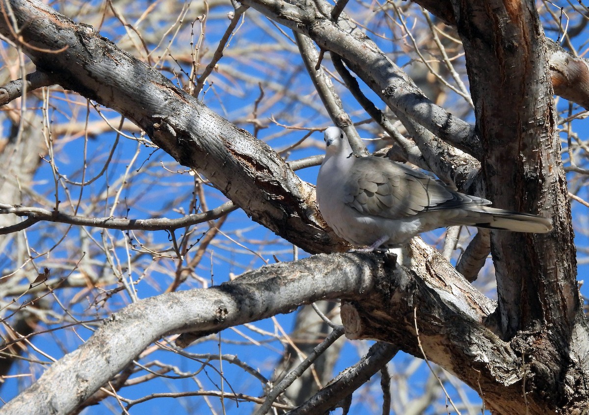 Eurasian Collared-Dove - Charles Hundertmark