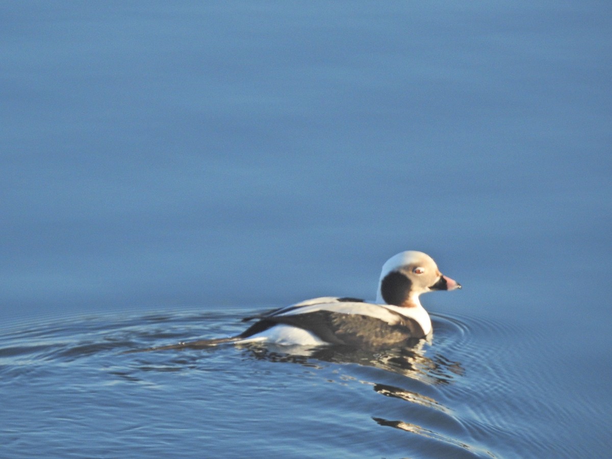 Long-tailed Duck - ML299457881