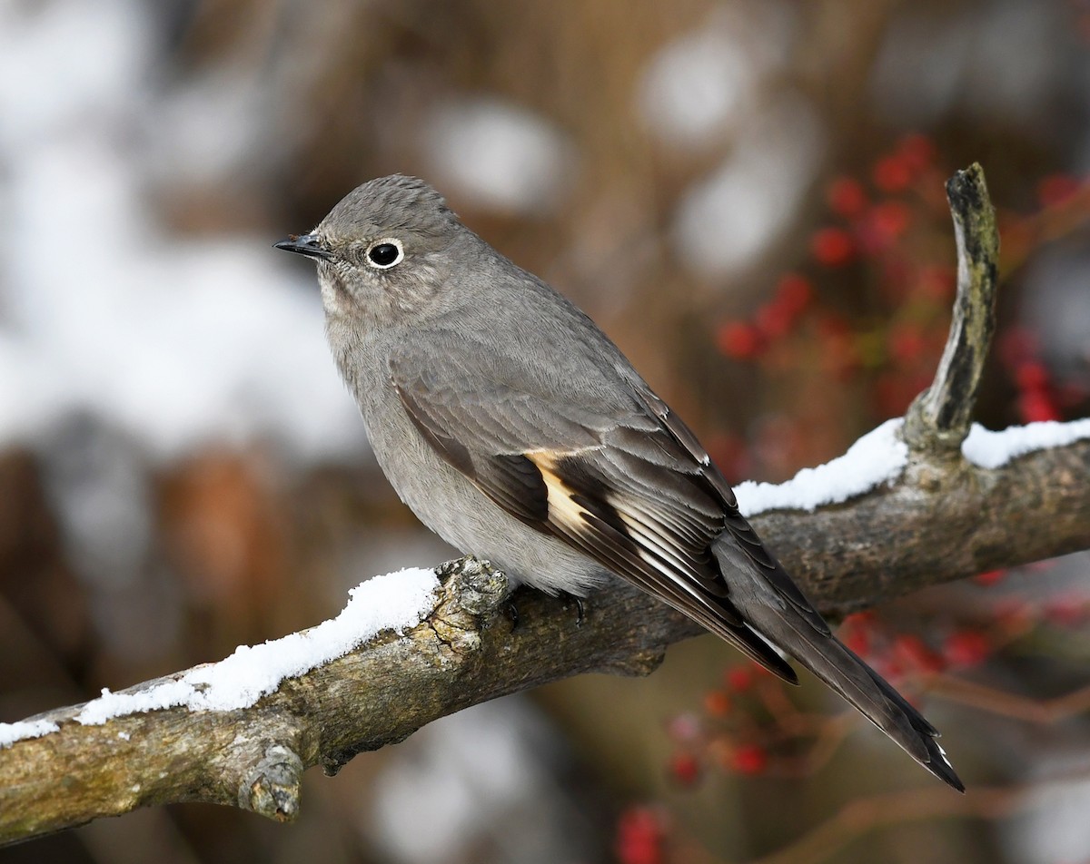 Townsend's Solitaire - Joshua van der Meulen