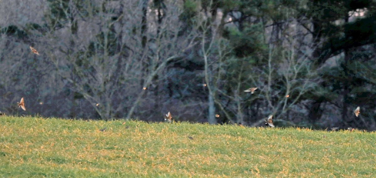 American Pipit - ML299460091