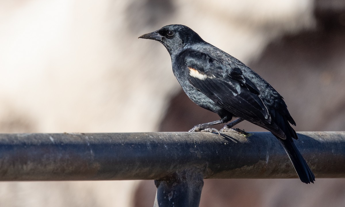 Tricolored Blackbird - ML299463521