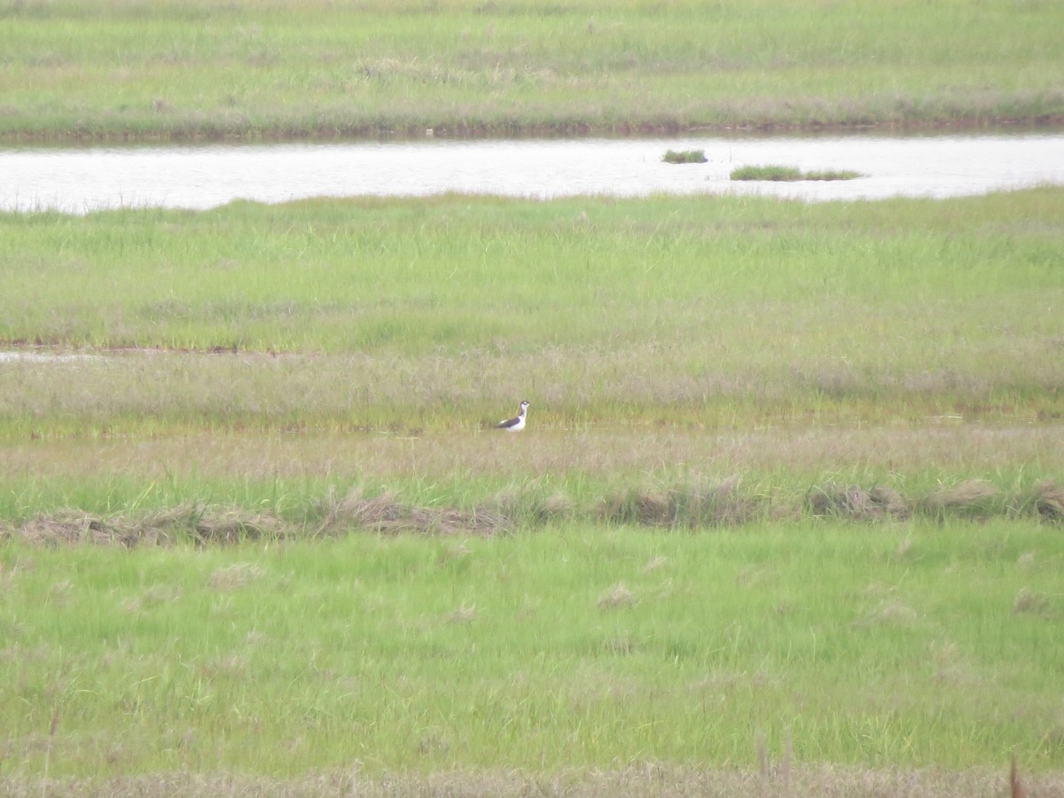 Black-necked Stilt - ML29946441