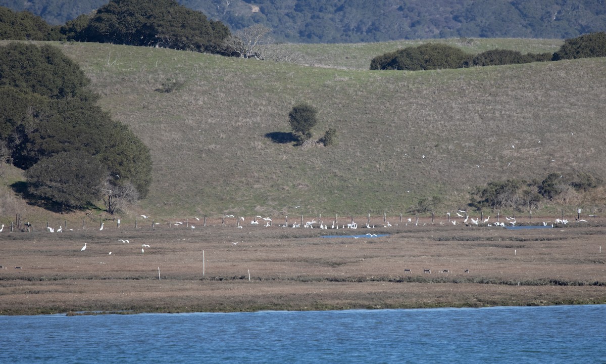 Great Egret - ML299464521