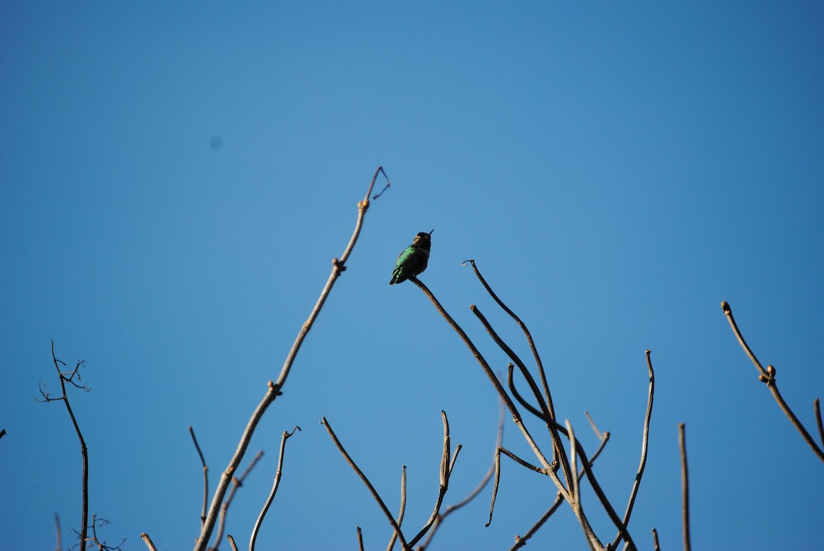 Anna's Hummingbird - ML299464911