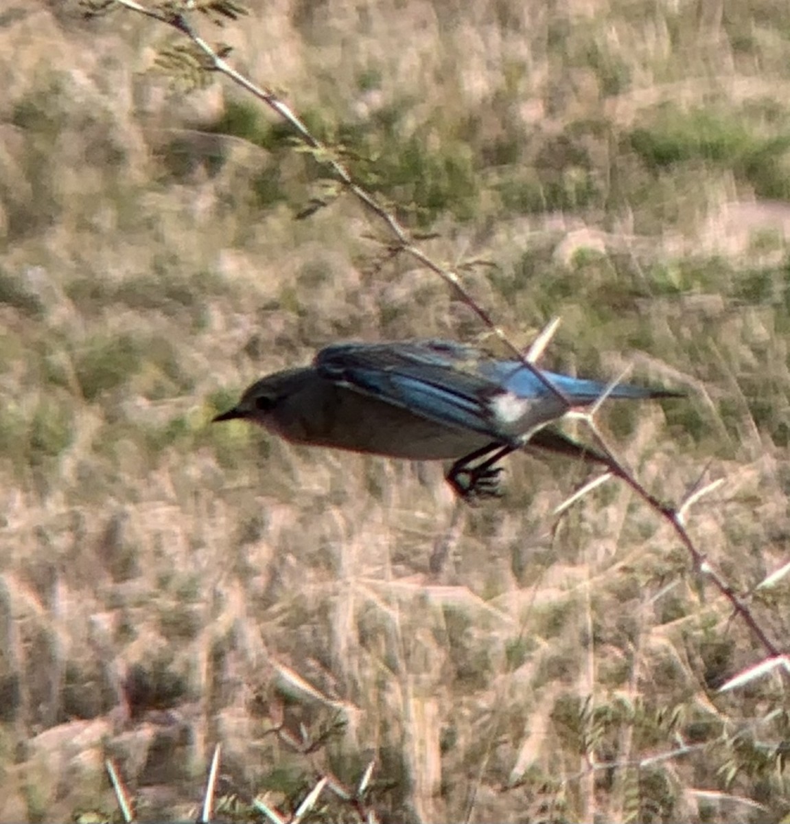 Mountain Bluebird - Daniel Walker