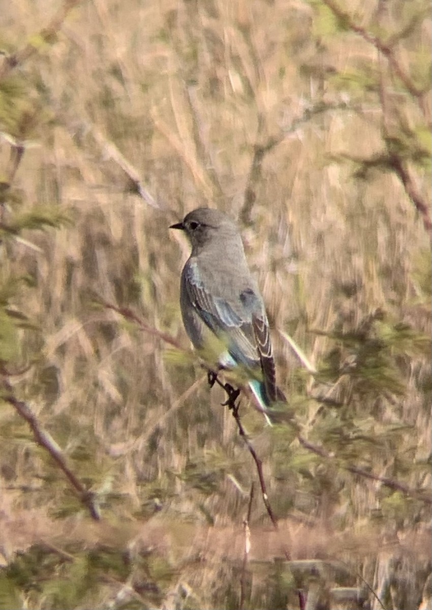 Mountain Bluebird - Daniel Walker