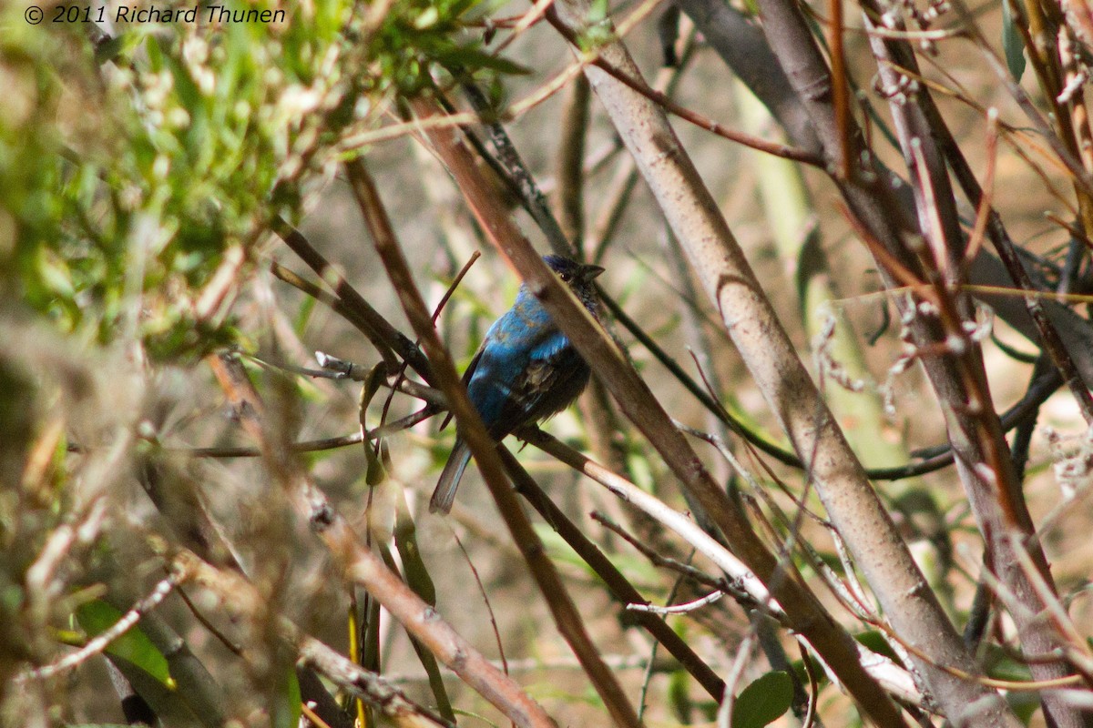 Indigo Bunting - ML299466961