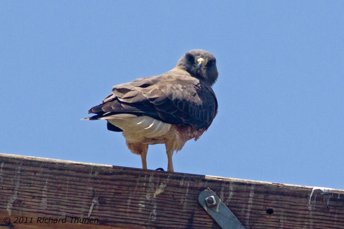 Swainson's Hawk - Richard Thunen