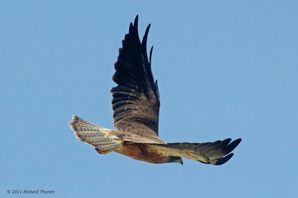 Swainson's Hawk - Richard Thunen