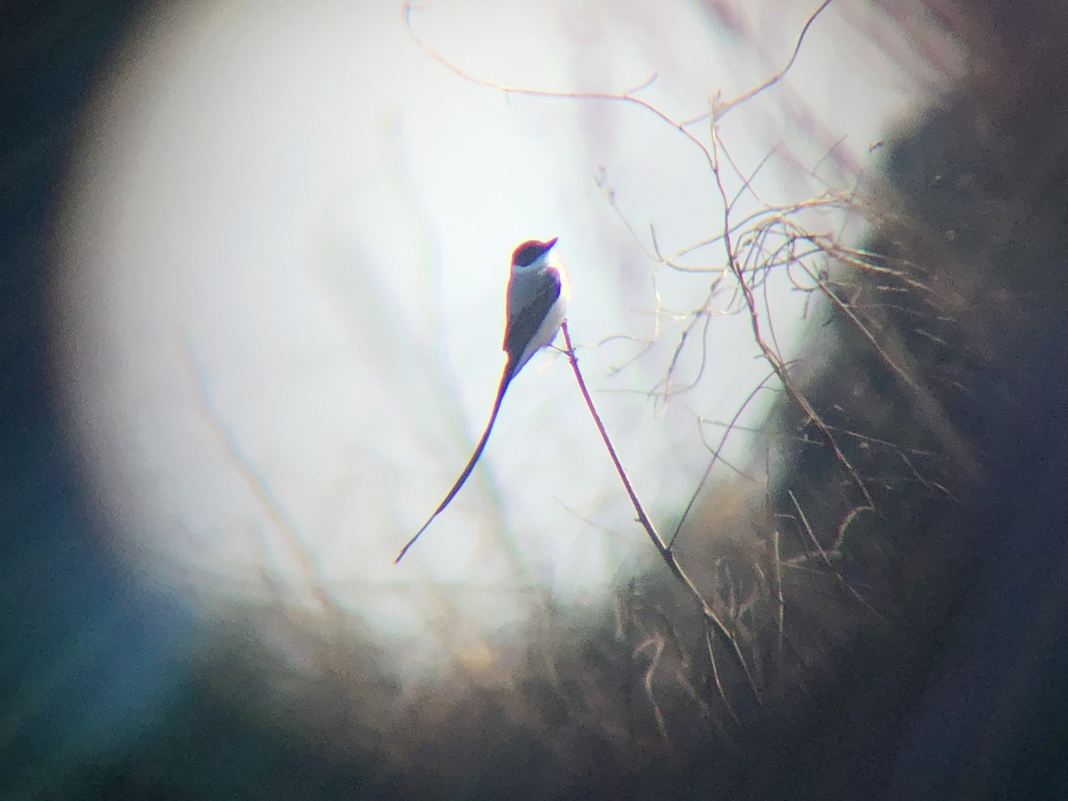 Fork-tailed Flycatcher - ML299469091