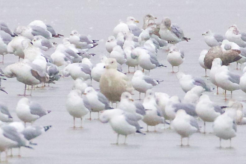 Glaucous Gull - ML299469121