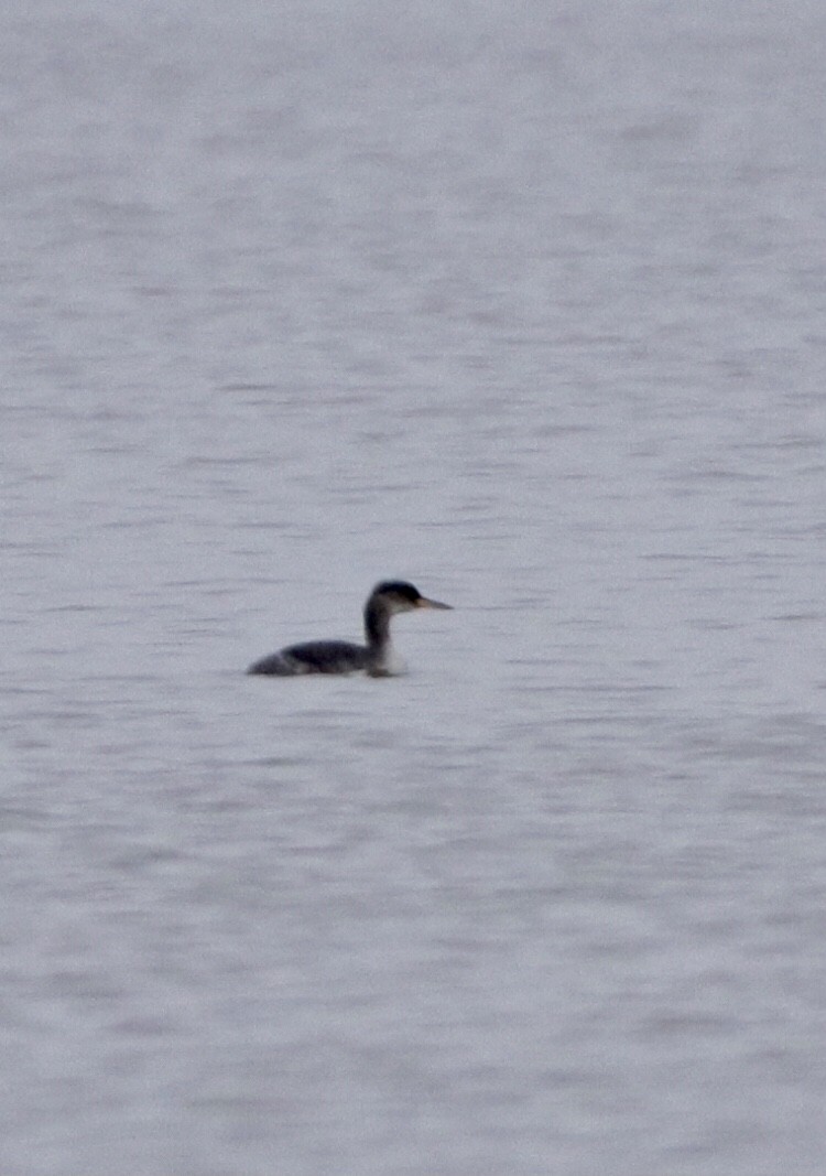 Red-necked Grebe - ML299469291