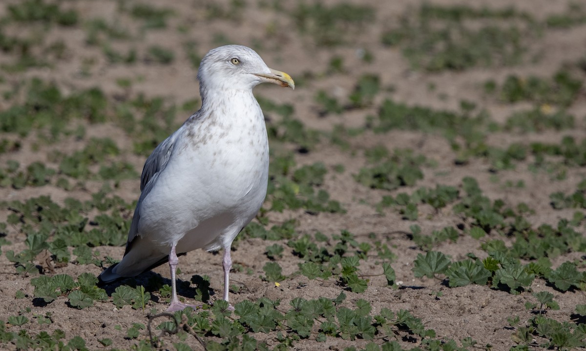 racek stříbřitý (ssp. smithsonianus) - ML299470461