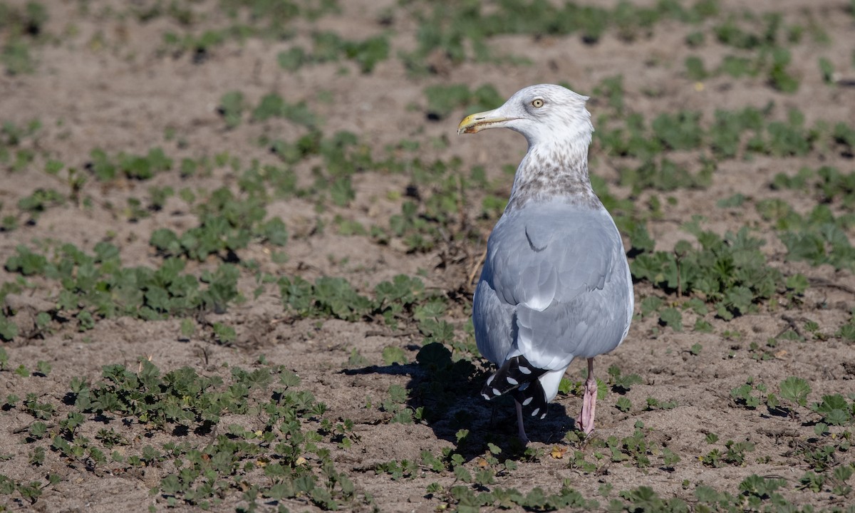 Herring Gull (American) - ML299470511