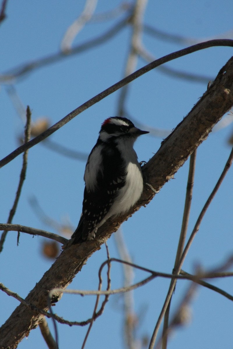 Downy Woodpecker - Tory Mathis