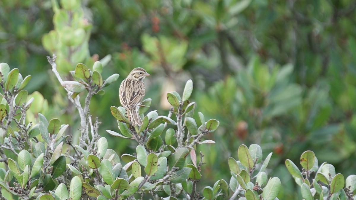 Savannah Sparrow (Savannah) - ML299476071