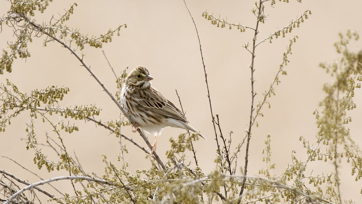 Savannah Sparrow (Savannah) - ML299476081