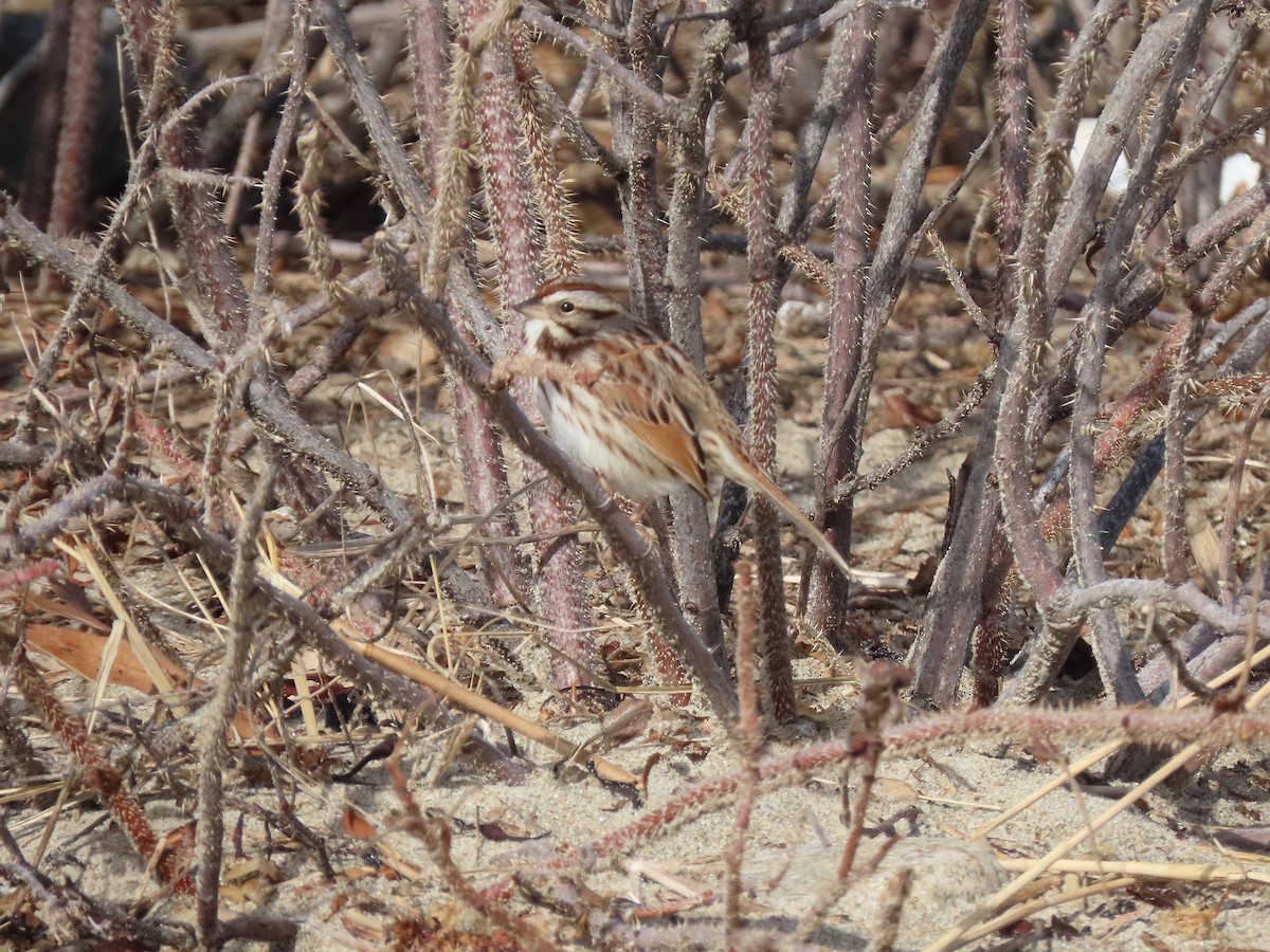 Song Sparrow - ML299476561