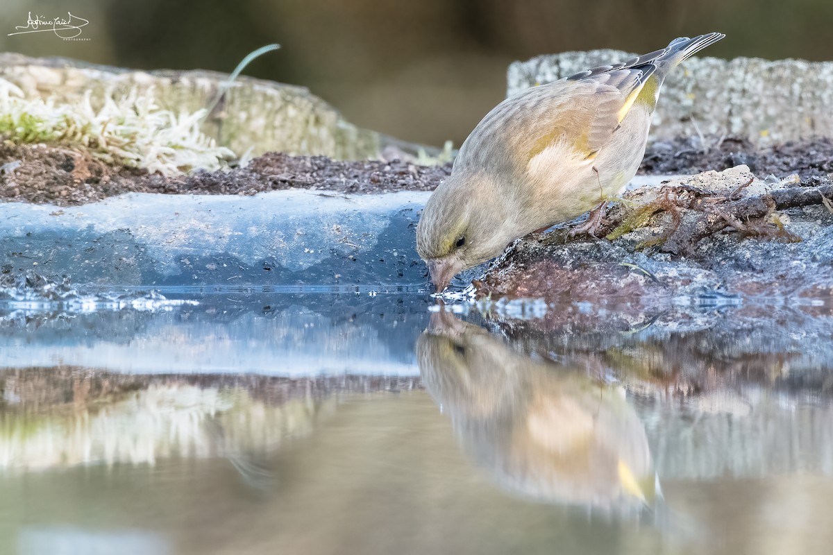 European Greenfinch - António Caiado