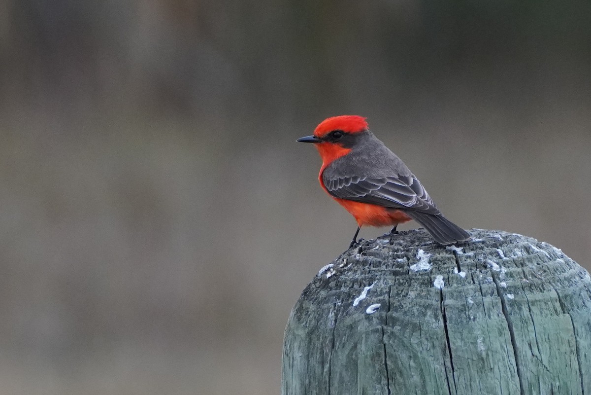 Vermilion Flycatcher - ML299477621