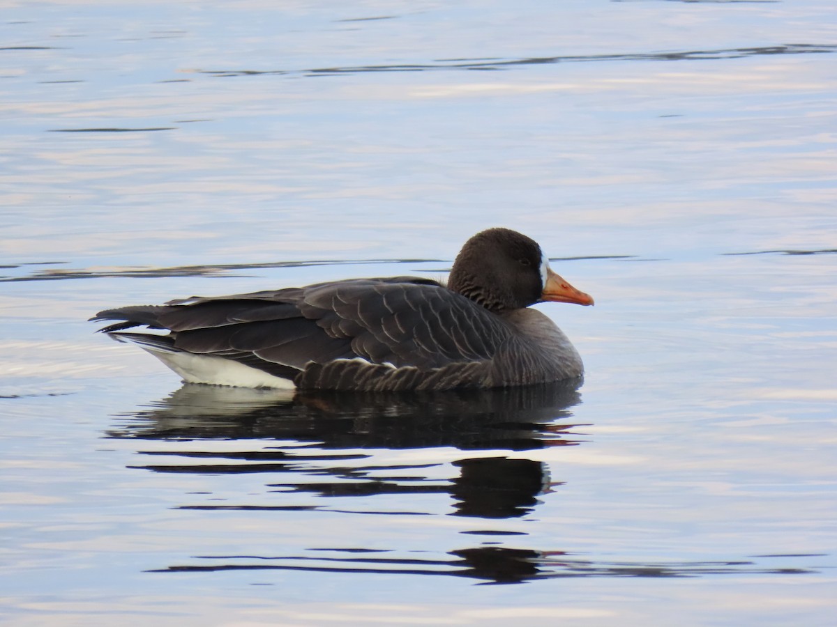 Greater White-fronted Goose - ML299478821