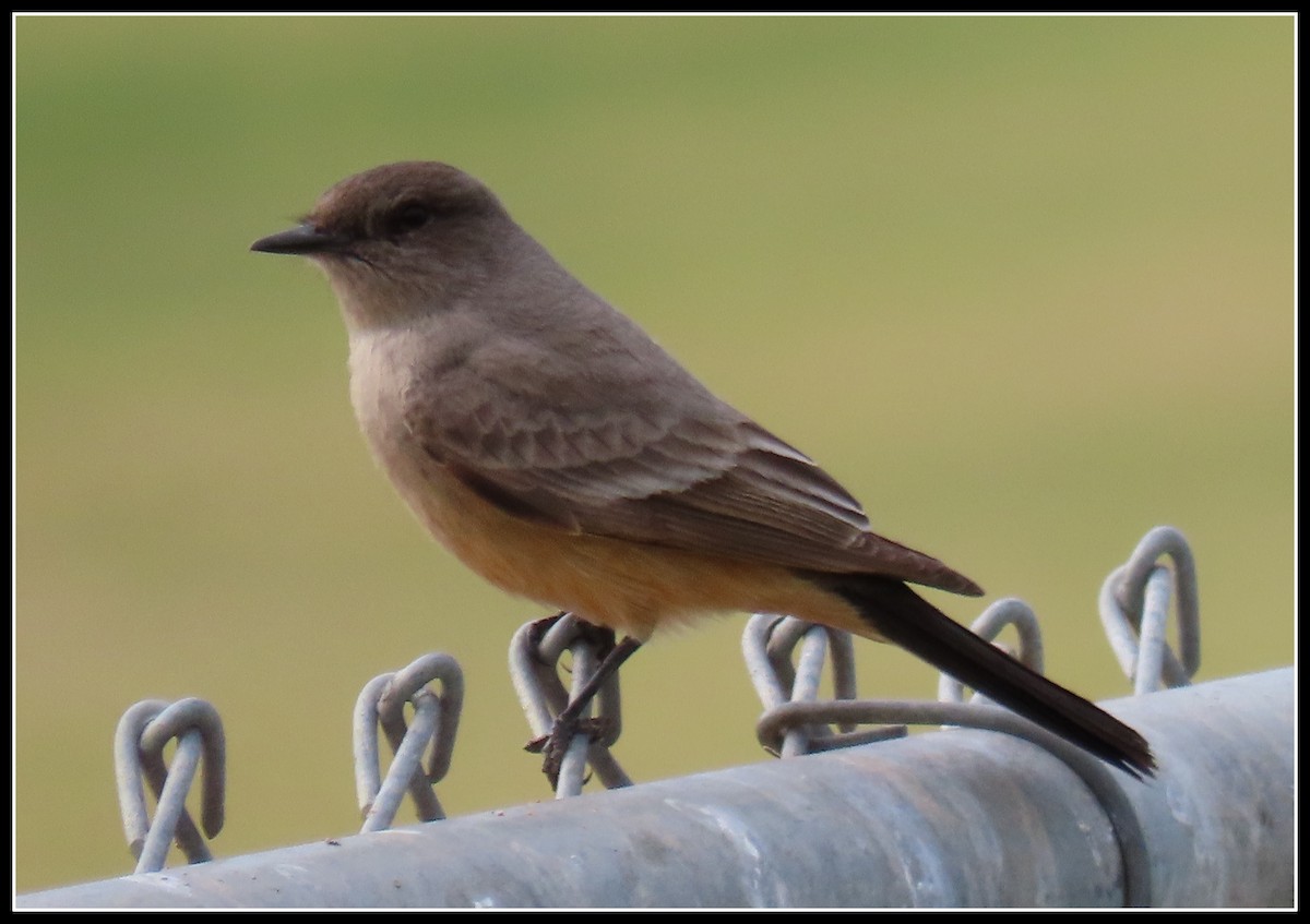 Say's Phoebe - Peter Gordon