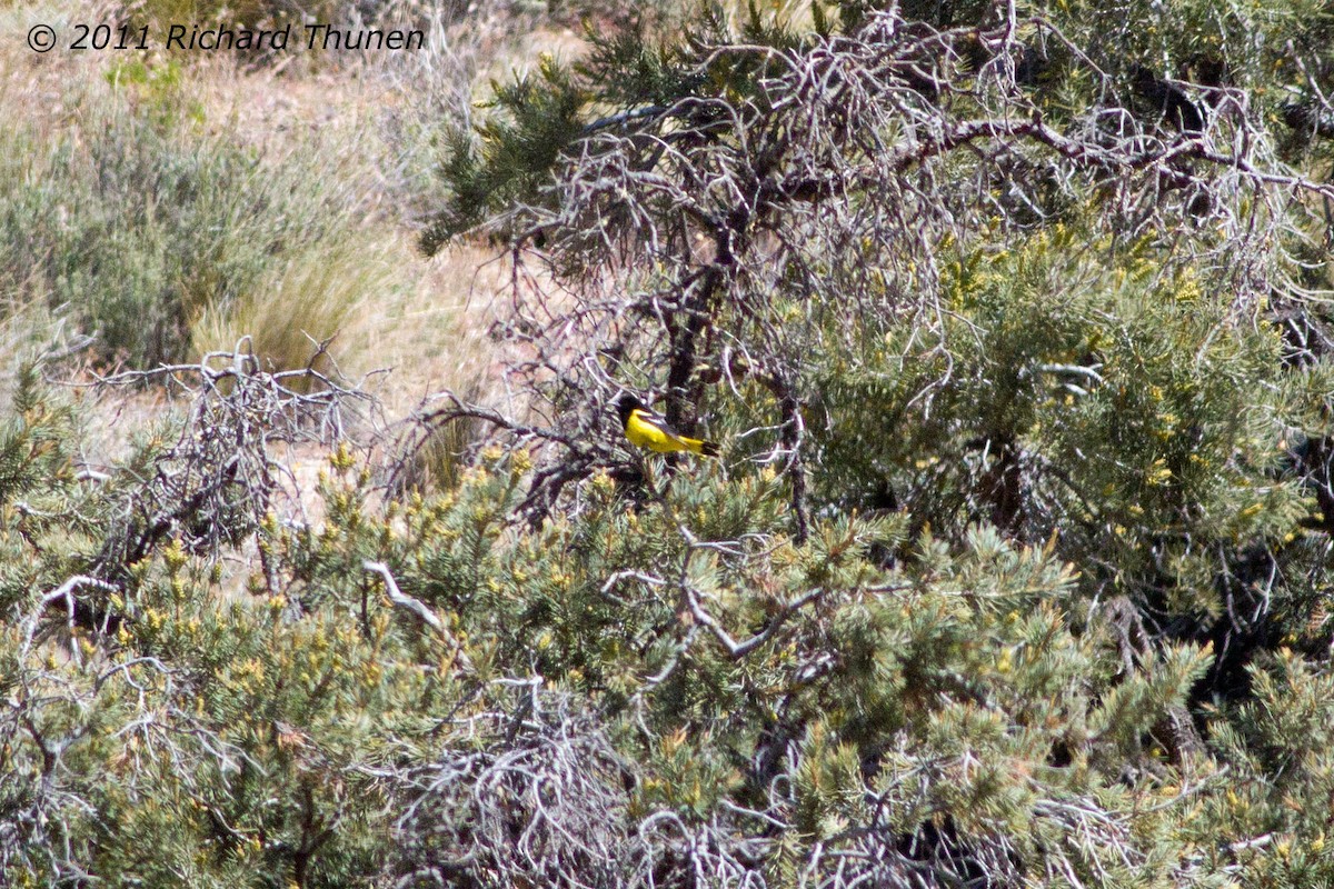 Scott's Oriole - ML299481641