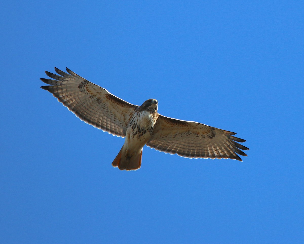 Red-tailed Hawk - ML299481751
