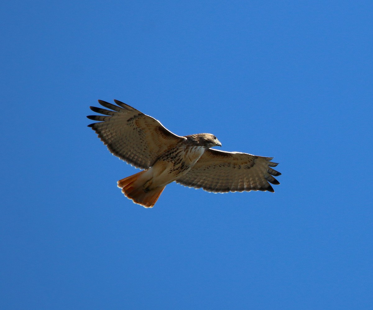 Red-tailed Hawk - ML299481811
