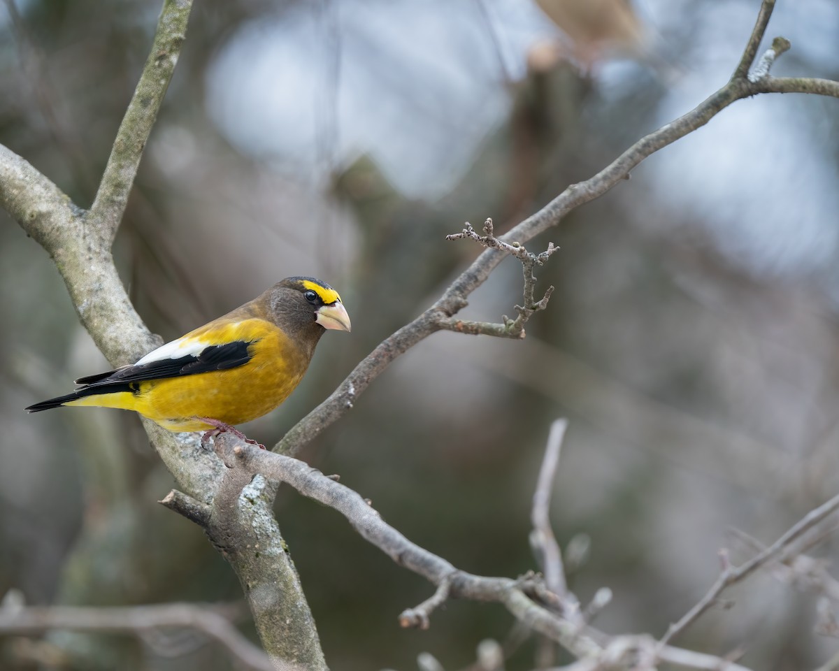 Evening Grosbeak - John Flagg