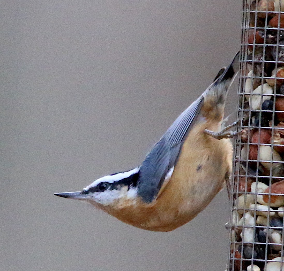 Red-breasted Nuthatch - ML299482761