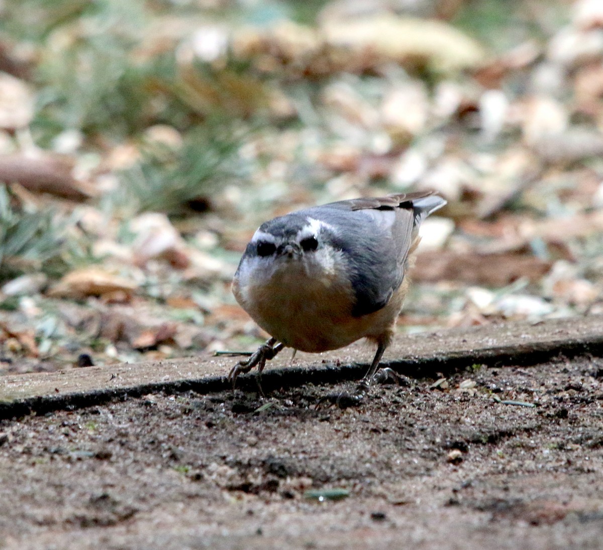 Red-breasted Nuthatch - ML299482831