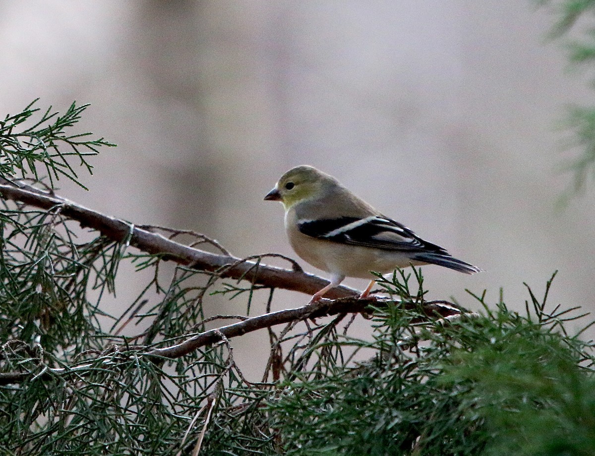 American Goldfinch - ML299483071