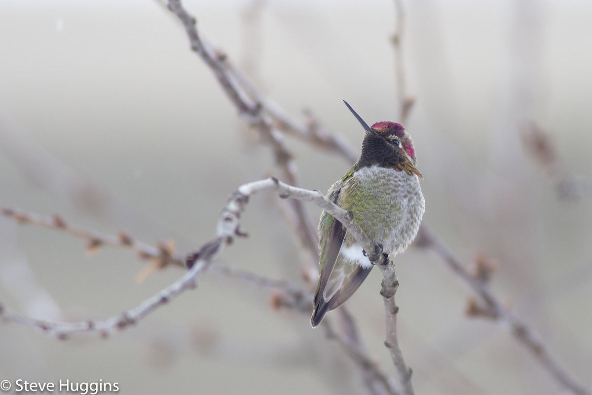 Anna's Hummingbird - ML299483141