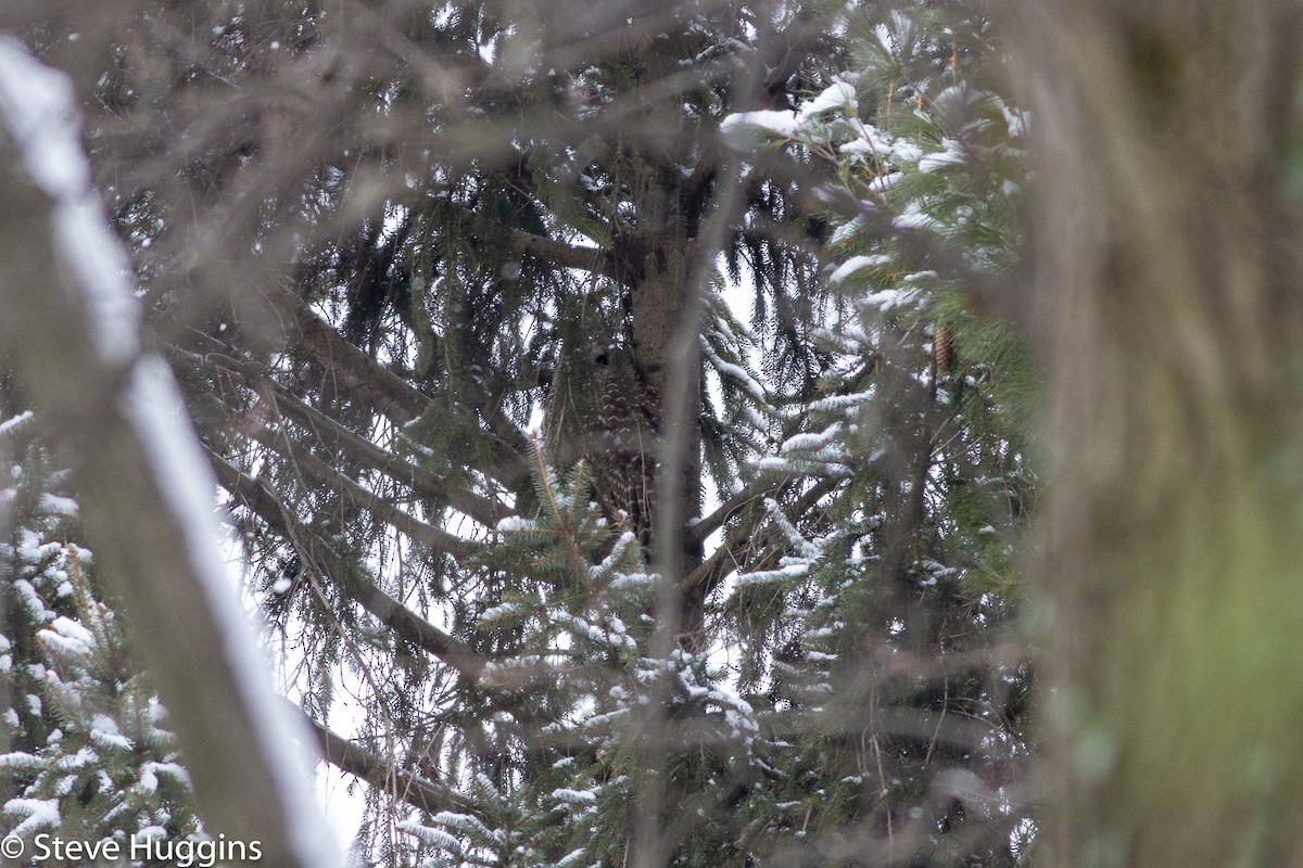 Barred Owl - ML299483191