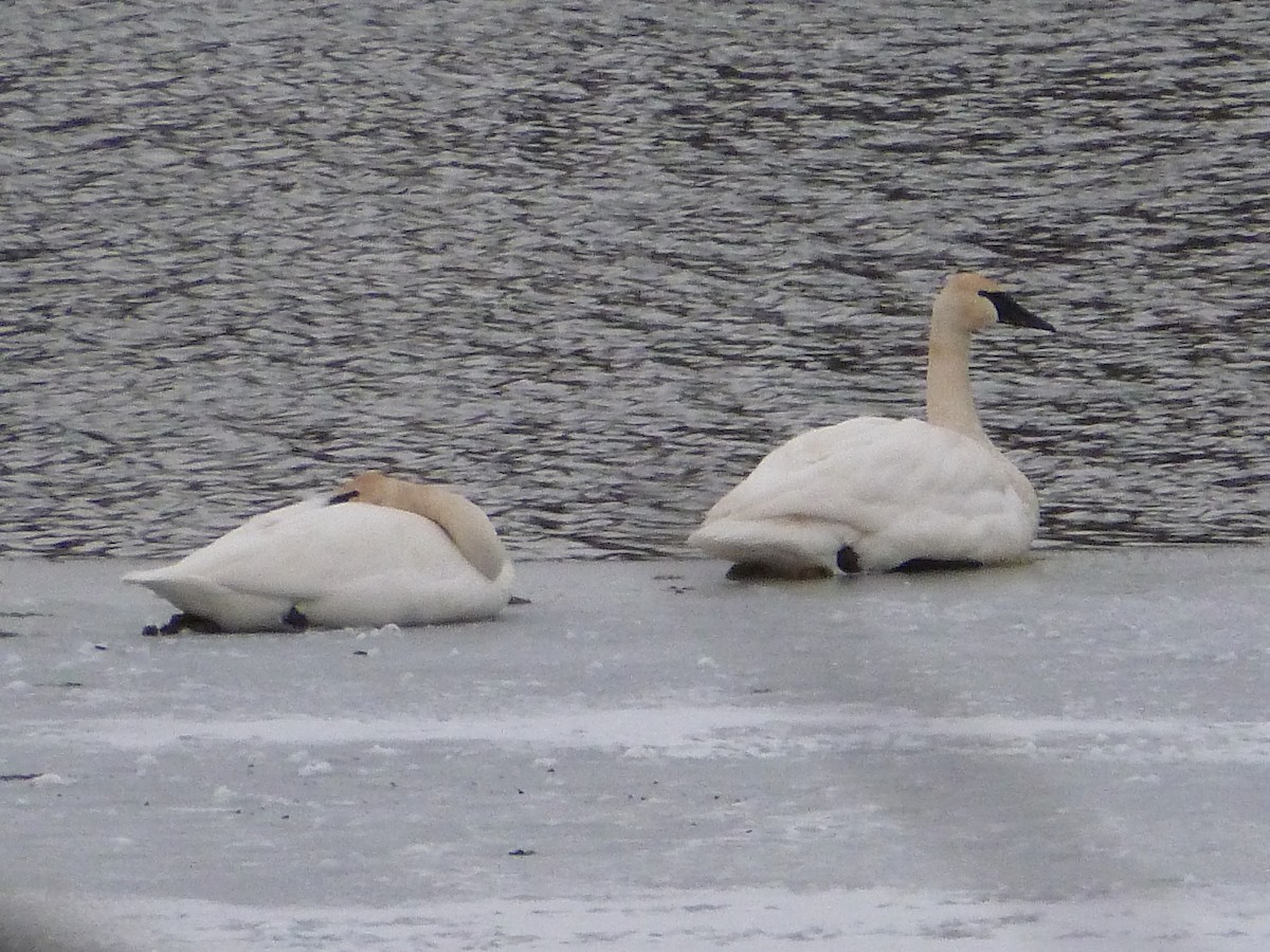 Trumpeter Swan - ML299483361