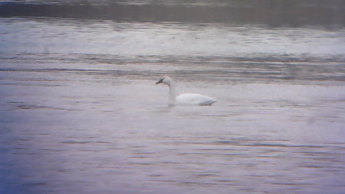 Tundra Swan - ML299483381