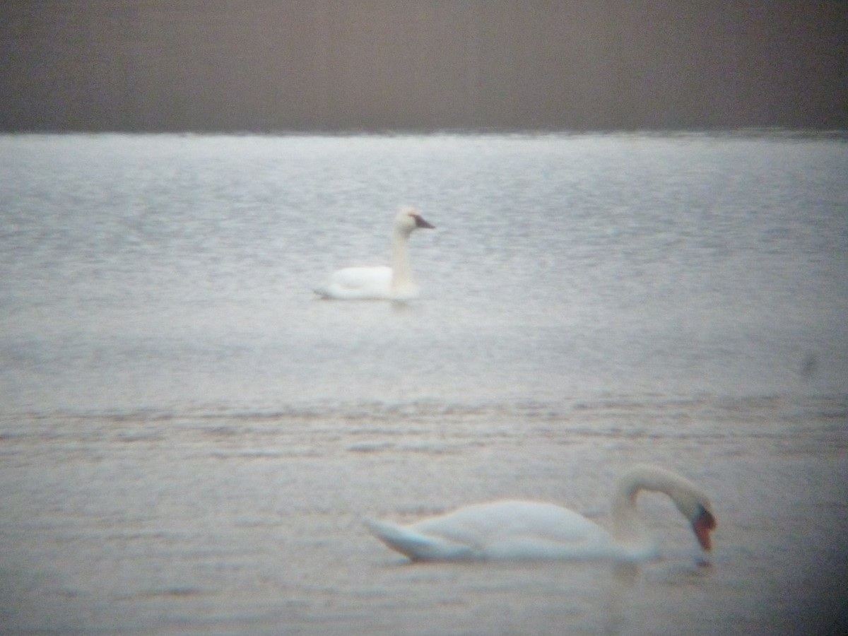 Tundra Swan - ML299483431