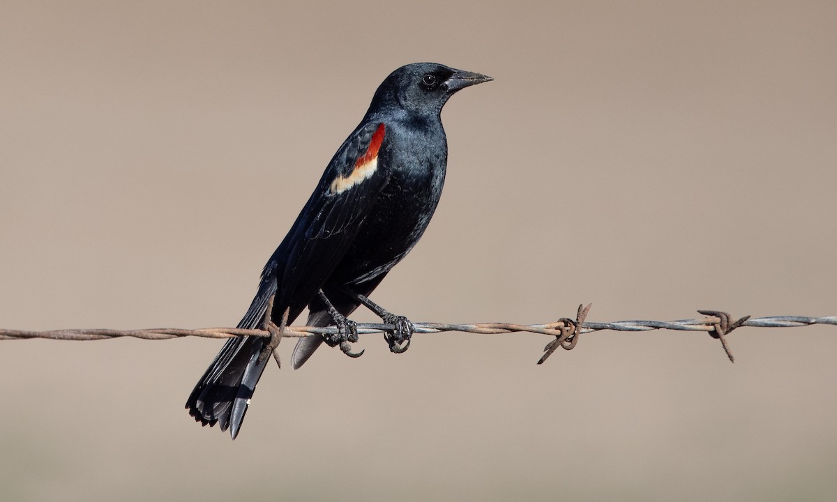 Tricolored Blackbird - ML299485491