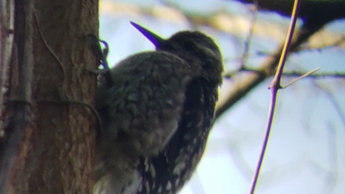 Yellow-bellied Sapsucker - ML299485891