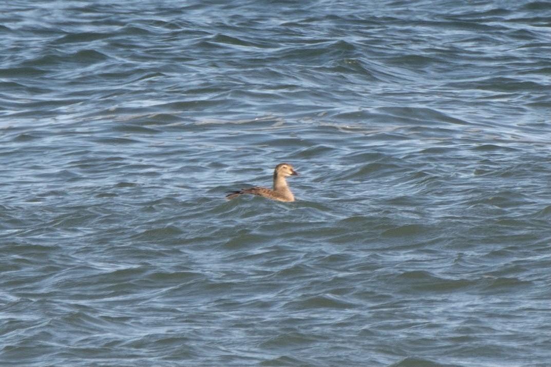 King Eider - ML299488771