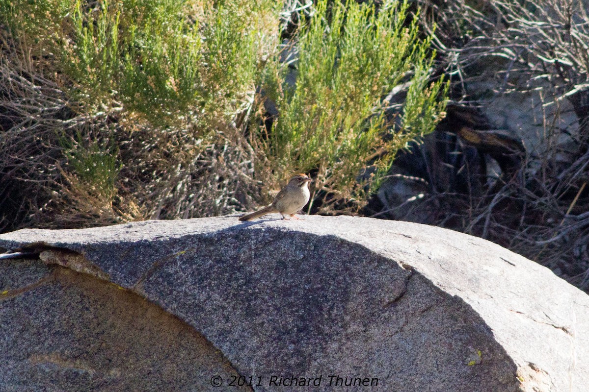 Rufous-crowned Sparrow - ML299488801