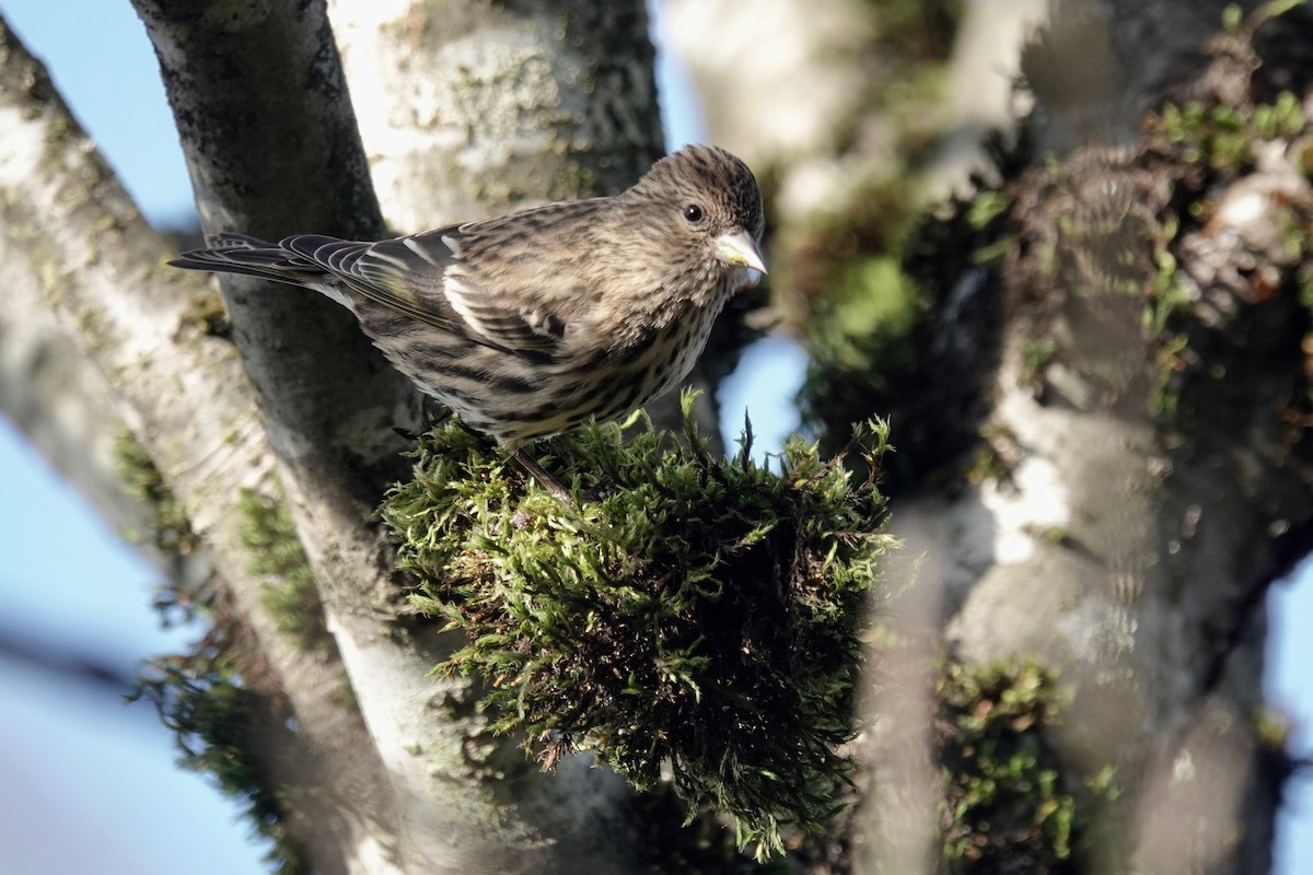 Pine Siskin - ML299489511