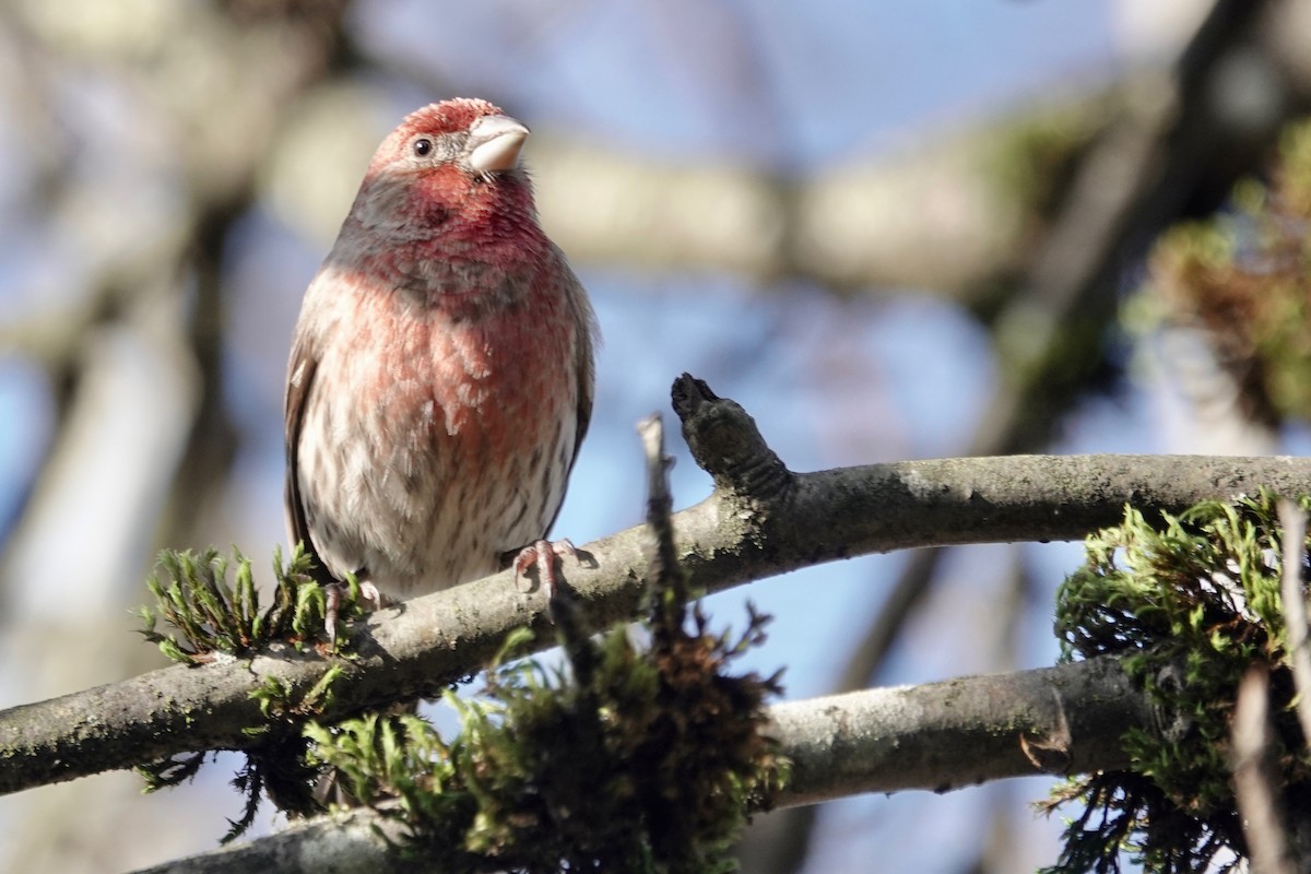 House Finch - ML299489551